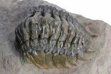 Detailed Crotalocephalina Trilobite - Atchana, Morocco #359590-3
